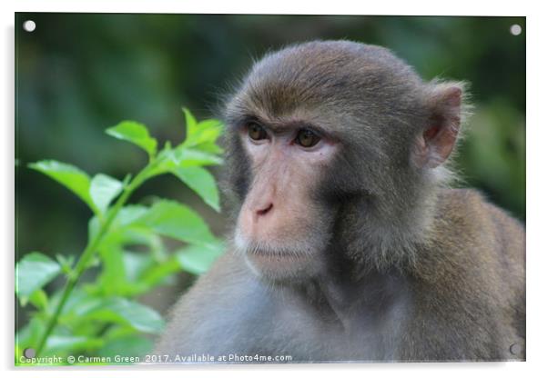 Macaque staring off into the distance at Kam Shan  Acrylic by Carmen Green