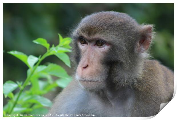 Macaque staring off into the distance at Kam Shan  Print by Carmen Green