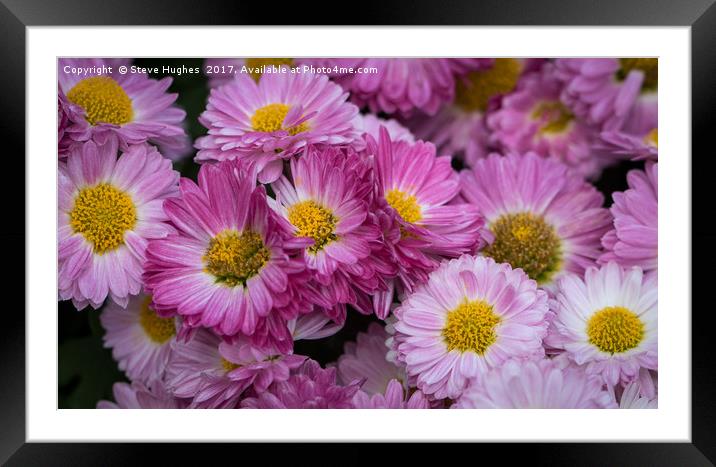 Pink Chrysanthemum flowers Framed Mounted Print by Steve Hughes