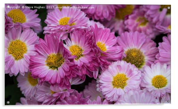 Pink Chrysanthemum flowers Acrylic by Steve Hughes