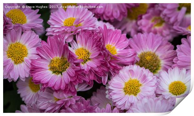 Pink Chrysanthemum flowers Print by Steve Hughes