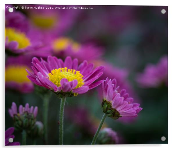 Purple Chrysanthemum flowers Acrylic by Steve Hughes