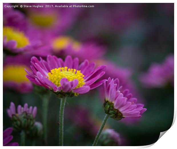 Purple Chrysanthemum flowers Print by Steve Hughes