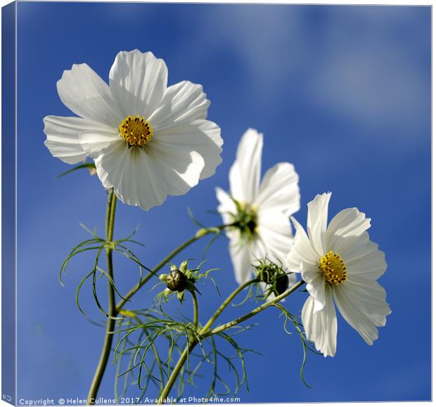 COSMOS                                     Canvas Print by Helen Cullens