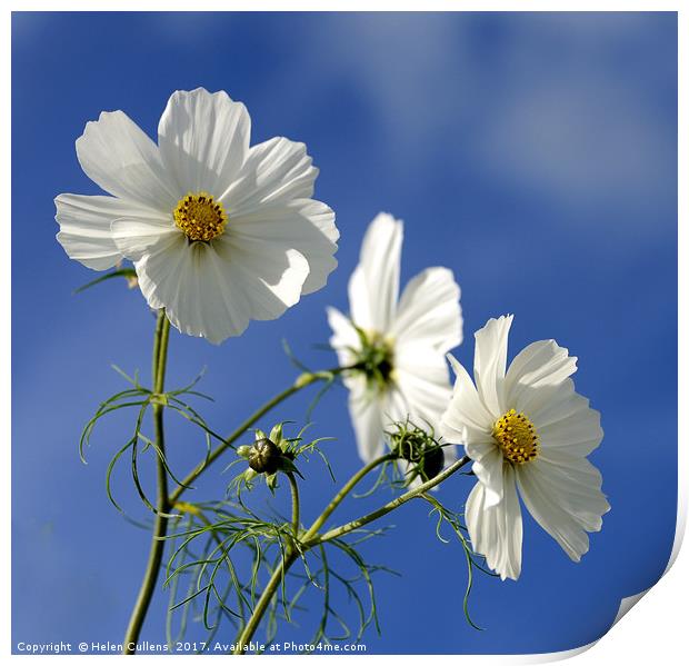 COSMOS                                     Print by Helen Cullens