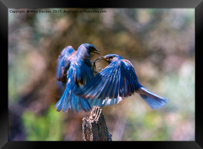 Bluebird Battle Framed Print by Mike Dawson