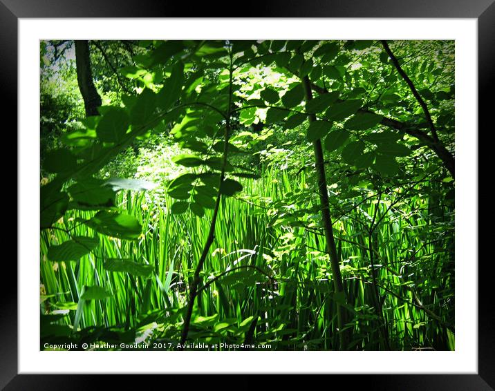 Bugs Eye view Framed Mounted Print by Heather Goodwin