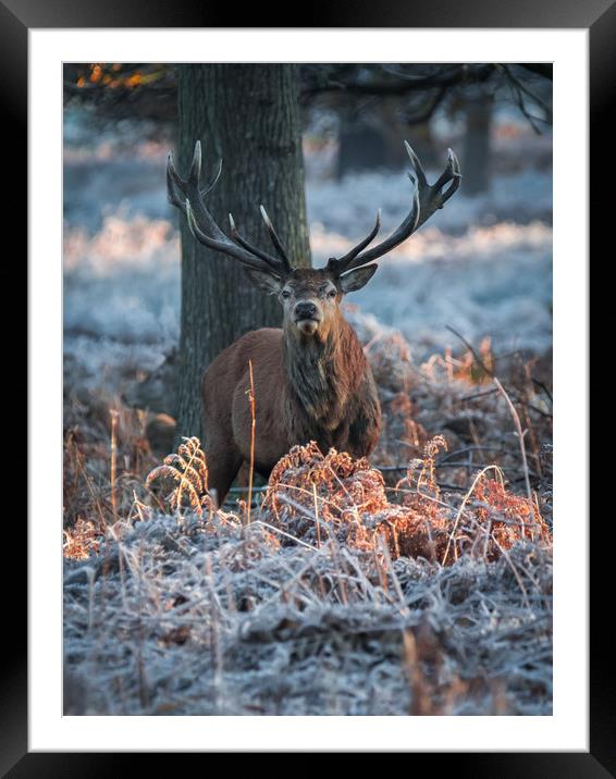 Frosty Stag Framed Mounted Print by Daniel Farrington