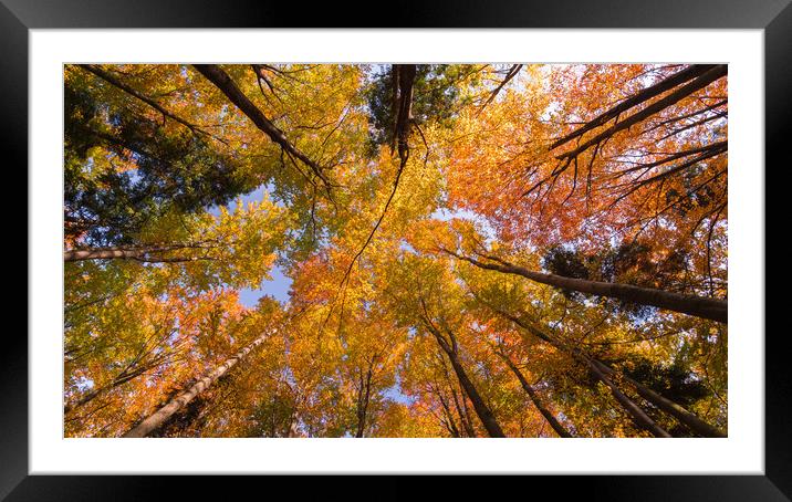 Autumn Canopy Framed Mounted Print by Daniel Farrington