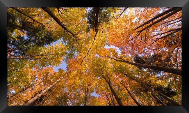 Autumn Canopy Framed Print by Daniel Farrington