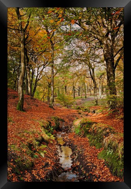 Colourful Autumn Framed Print by David McCulloch