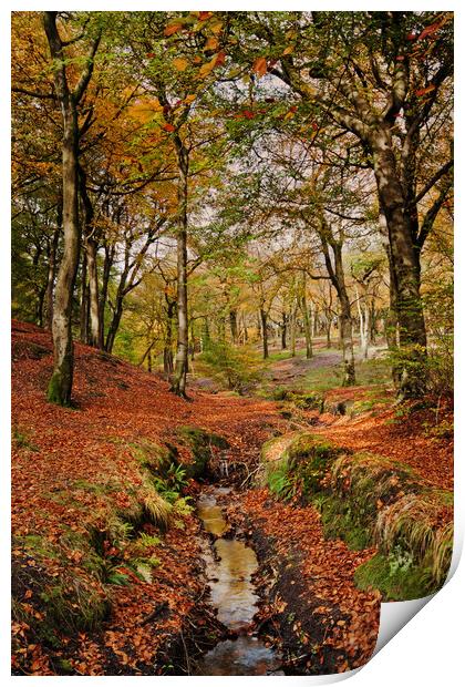 Colourful Autumn Print by David McCulloch