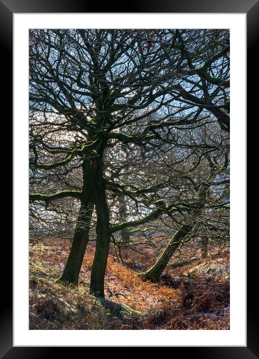 Oak trees on a frosty morning Framed Mounted Print by Andrew Kearton