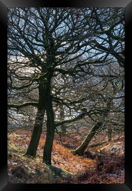 Oak trees on a frosty morning Framed Print by Andrew Kearton