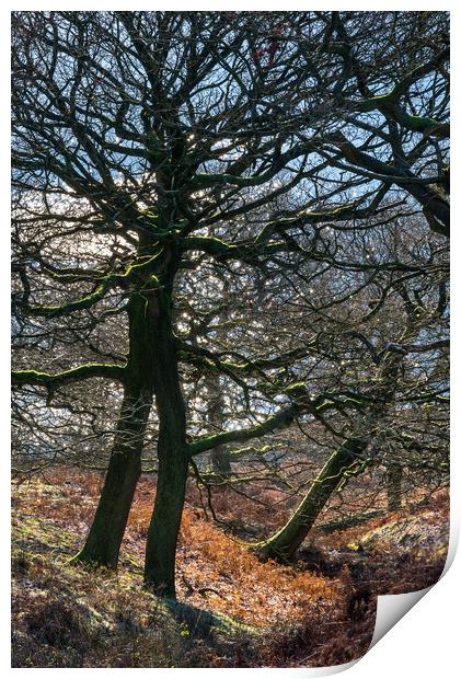 Oak trees on a frosty morning Print by Andrew Kearton