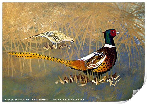 PHEASANTS  ON THE LAKE Print by Ray Bacon LRPS CPAGB