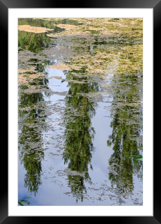 Reflection of trees                                Framed Mounted Print by chris smith