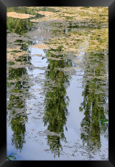Reflection of trees                                Framed Print by chris smith