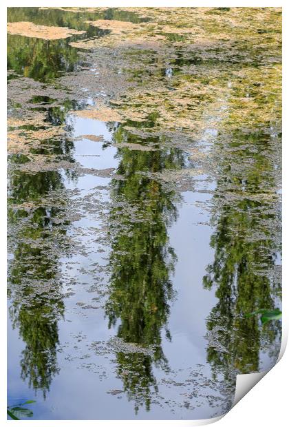 Reflection of trees                                Print by chris smith