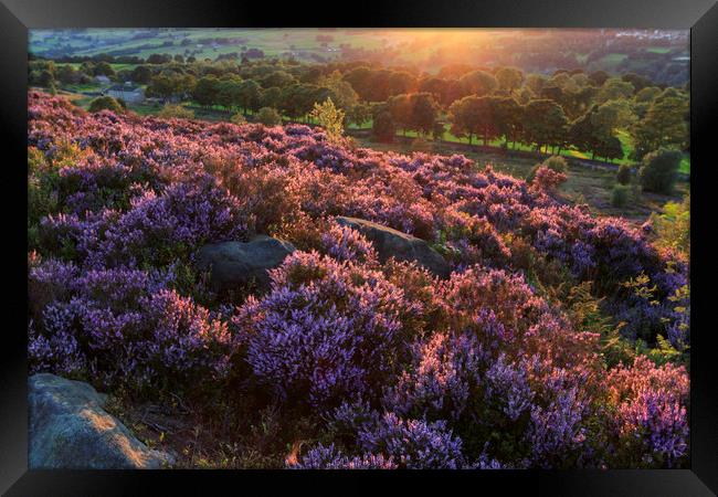 Heather in flower at sunset  Framed Print by chris smith