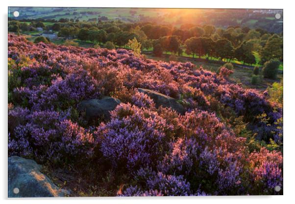 Heather in flower at sunset  Acrylic by chris smith