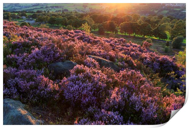 Heather in flower at sunset  Print by chris smith