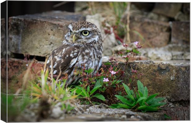 Little Owl.  Canvas Print by chris smith