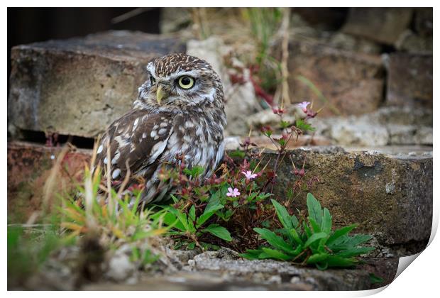 Little Owl.  Print by chris smith