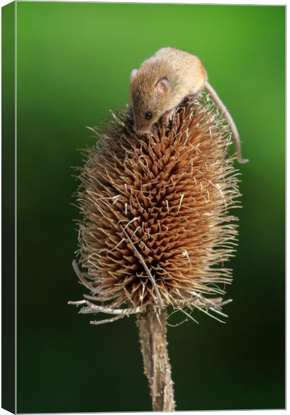 Harvest mouse  Canvas Print by chris smith