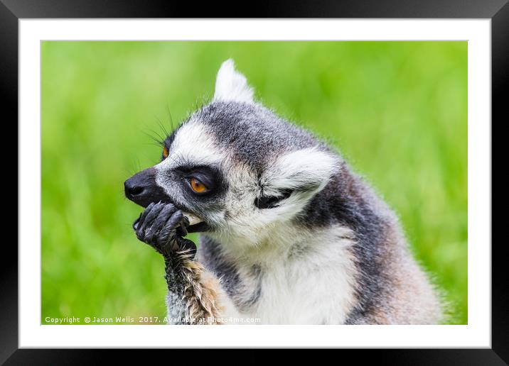 Ring-tailed lemur feeding Framed Mounted Print by Jason Wells