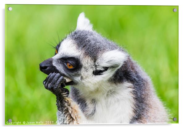 Ring-tailed lemur feeding Acrylic by Jason Wells