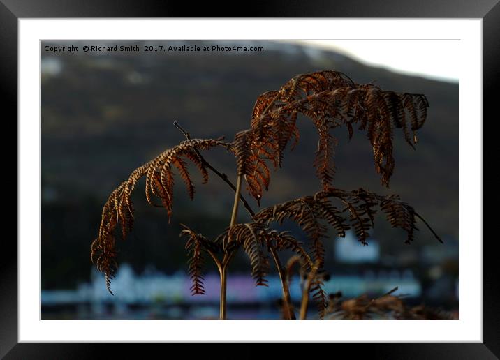 Bracken in winter                                  Framed Mounted Print by Richard Smith