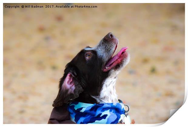 A Spaniel dog Sat looking up for a treat in Yeovil Print by Will Badman