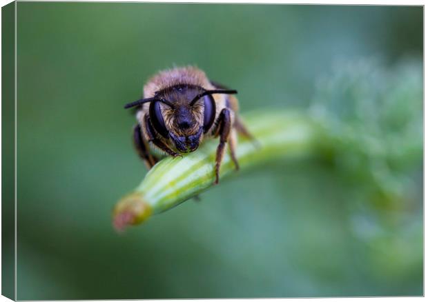 Red Mason Bee  Canvas Print by Kelly Bailey