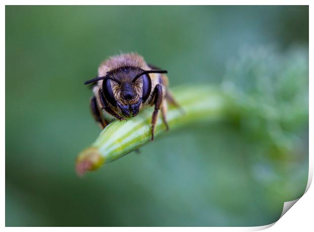 Red Mason Bee  Print by Kelly Bailey