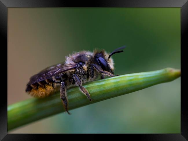 Red Mason Bee 2 Framed Print by Kelly Bailey
