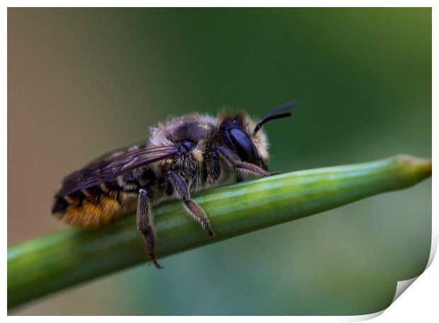 Red Mason Bee 2 Print by Kelly Bailey