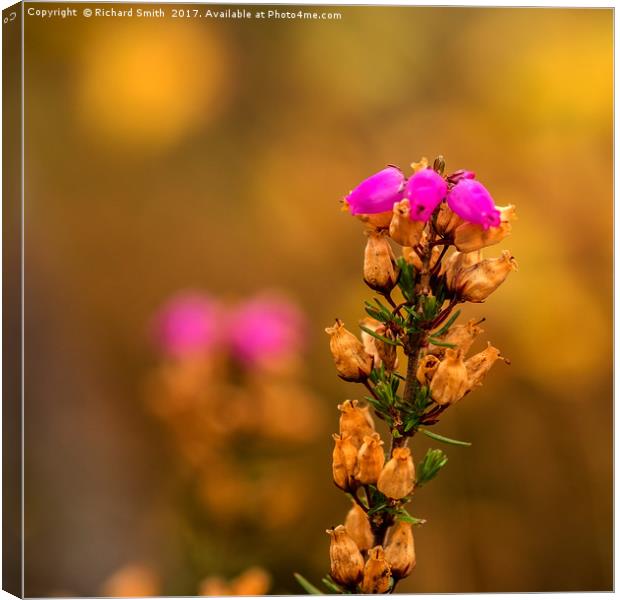 Last bloom of Heather Canvas Print by Richard Smith