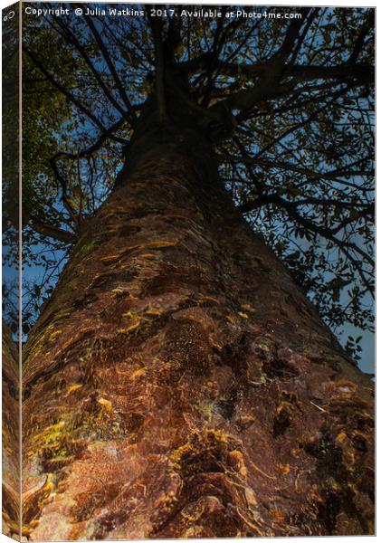 Looking straight up the trunk of a Tree Canvas Print by Julia Watkins