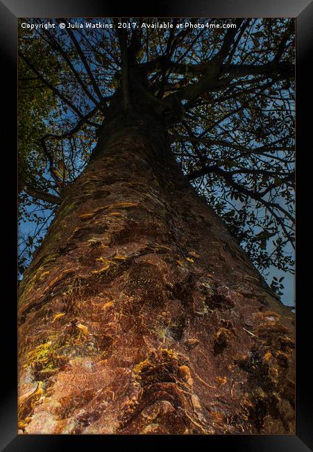 Looking straight up the trunk of a Tree Framed Print by Julia Watkins