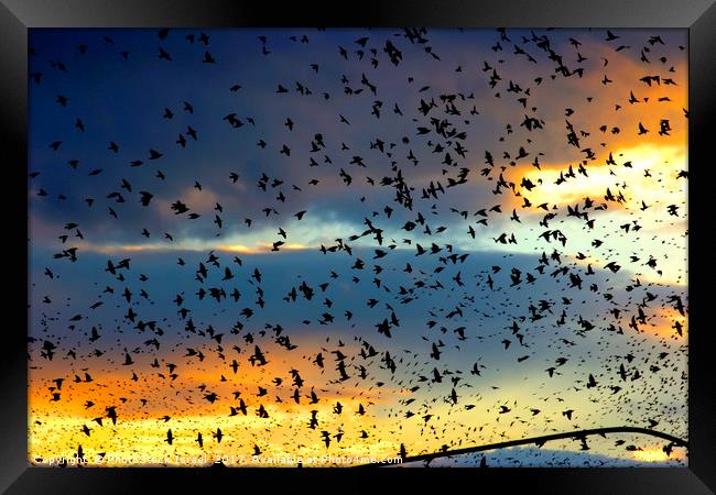 flock of birds at sunset  Framed Print by PhotoStock Israel