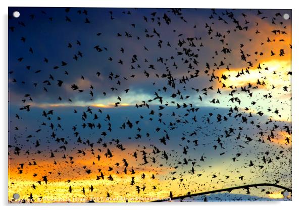 flock of birds at sunset  Acrylic by PhotoStock Israel