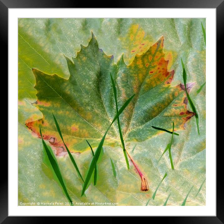 Late autumn Framed Mounted Print by Marinela Feier