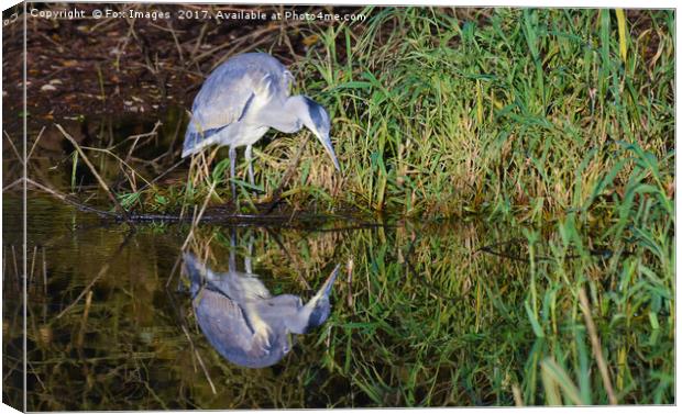 Grey heron Canvas Print by Derrick Fox Lomax