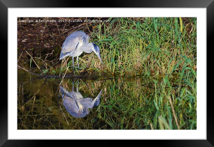 Grey heron Framed Mounted Print by Derrick Fox Lomax