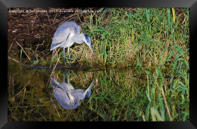 Grey heron Framed Print by Derrick Fox Lomax