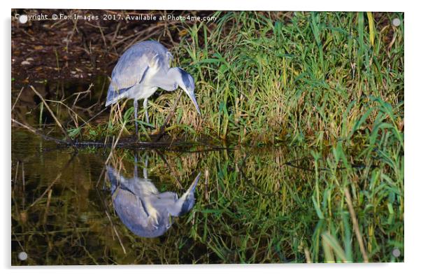 Grey heron Acrylic by Derrick Fox Lomax