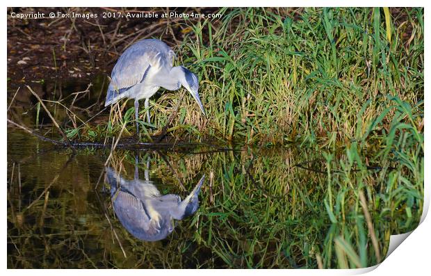Grey heron Print by Derrick Fox Lomax