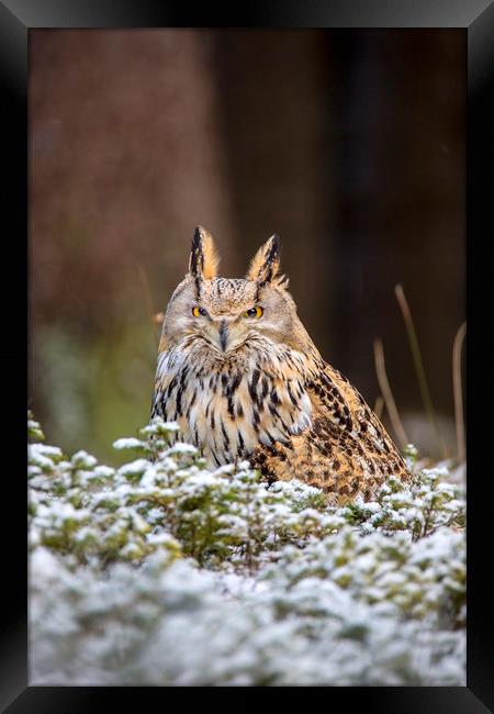 Western Siberian Owl Framed Print by David Hare