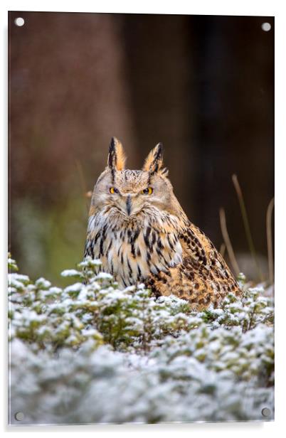 Western Siberian Owl Acrylic by David Hare